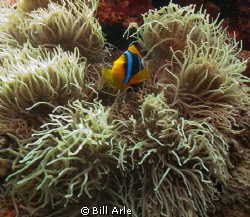 Anemone fish.  Coral Sea. by Bill Arle 